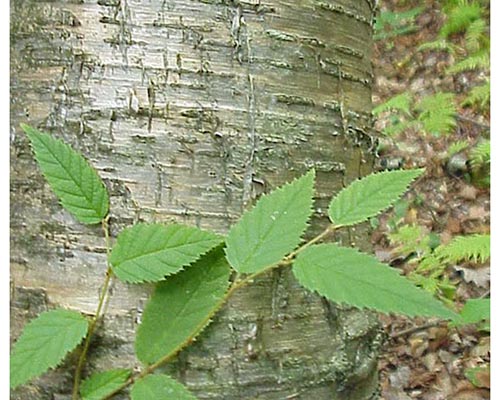 Yellow Birch